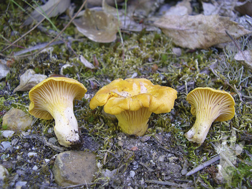Cantharellus cibarius