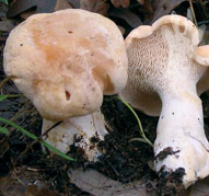 Hydnum repandum