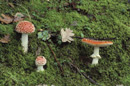 Amanita muscaria