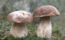 Boletus edulis