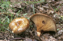 Paxillus involutus